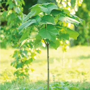 Paulownia Elongata